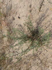 Artemisia arenaria