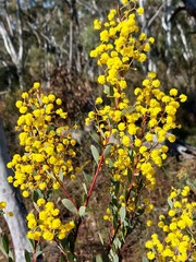 Acacia buxifolia