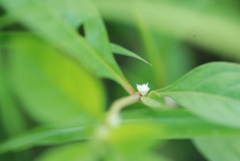 Alternanthera sessilis