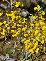Acacia buxifolia