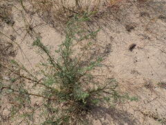 Artemisia arenaria