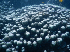 Porites rus