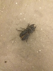 Dorcus parallelipipedus