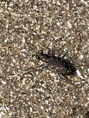 Cicindela repanda