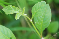 Alternanthera sessilis