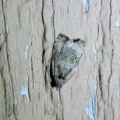 Olethreutes inornatana