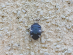 Tritomegas sexmaculatus