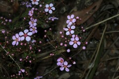 Euryomyrtus ramosissima