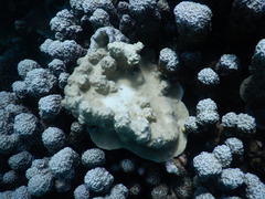 Porites rus