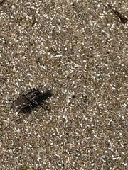 Cicindela repanda