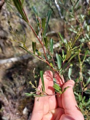 Dodonaea viscosa