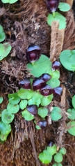 Corybas grumulus
