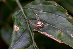 Metellina segmentata