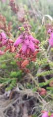 Erica ciliaris