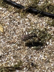 Cicindela repanda