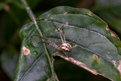 Metellina segmentata