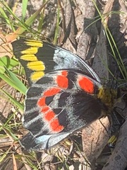 Delias harpalyce
