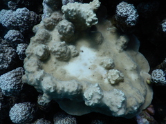 Porites rus