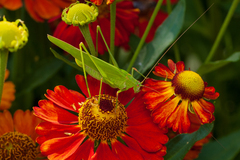 Phaneroptera falcata