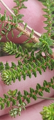 Erica ciliaris