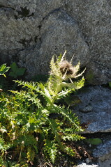 Cirsium spinosissimum
