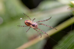 Metellina segmentata