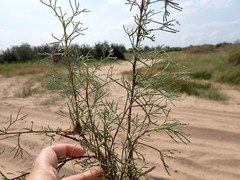 Artemisia arenaria