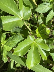 Jatropha gossypiifolia