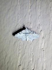 Digrammia gnophosaria