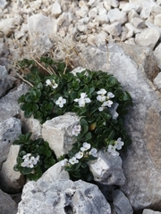 Noccaea rotundifolia