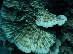 Mycedium elephantotus