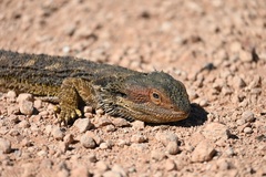 Pogona barbata