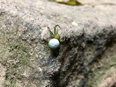 Aoaraneus pentagrammicus