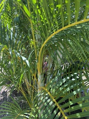 Dypsis lutescens