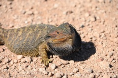 Pogona barbata