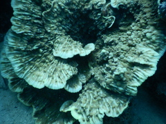 Mycedium elephantotus