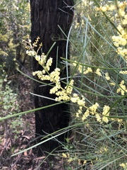 Acacia mucronata longifolia