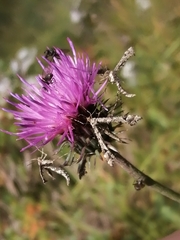 Amblyptilia punctidactyla