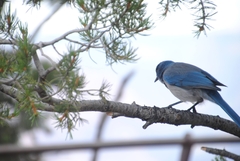 Aphelocoma woodhouseii