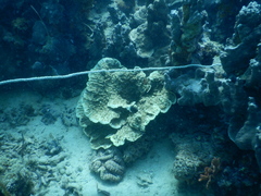 Mycedium elephantotus