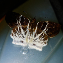Odontoptilum pygela