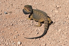 Pogona barbata