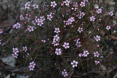 Euryomyrtus ramosissima