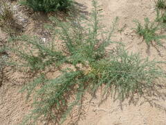 Suaeda prostrata