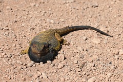 Pogona barbata