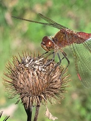 Sympetrum costiferum