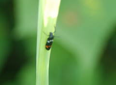 Callitettix versicolor