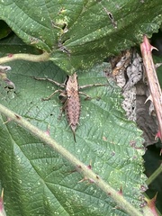 Pholidoptera griseoaptera