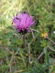 Amblyptilia punctidactyla