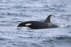 Orcinus orca
